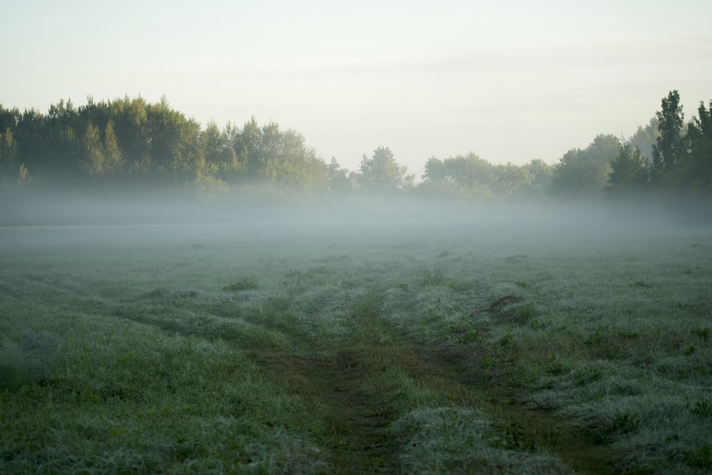 Open field in morning mist